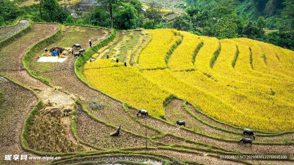 金黄梯田美景