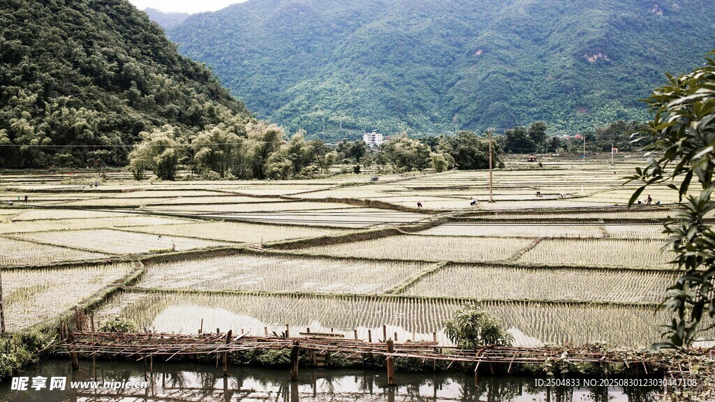山间水田美景