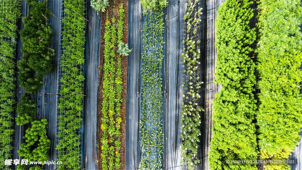 空中俯瞰葱郁植物景观
