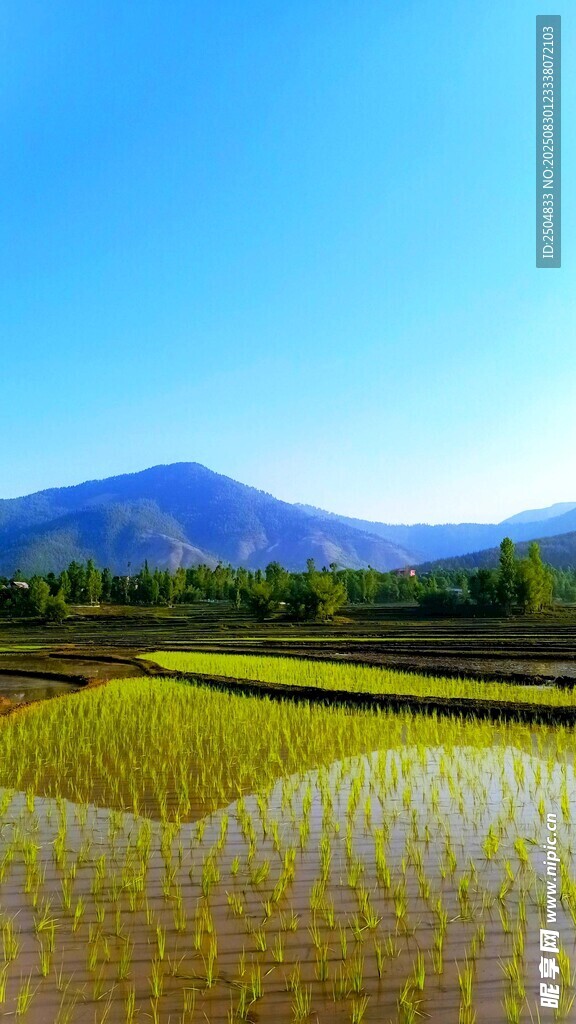 金黄稻田与远山美景