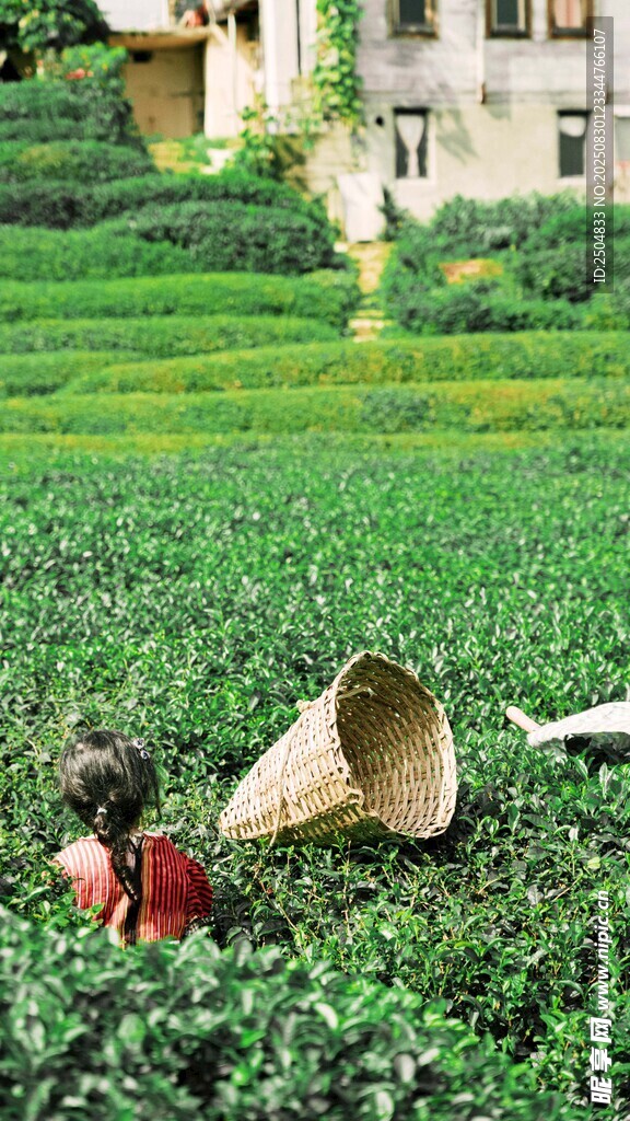 茶园工人采摘茶叶场景