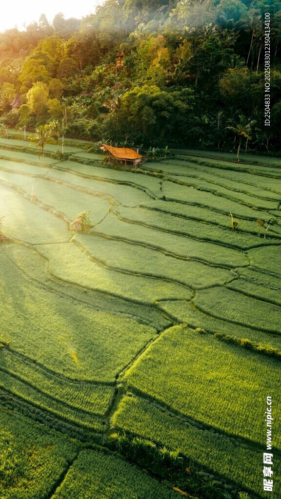 晨光下的翠绿梯田美景