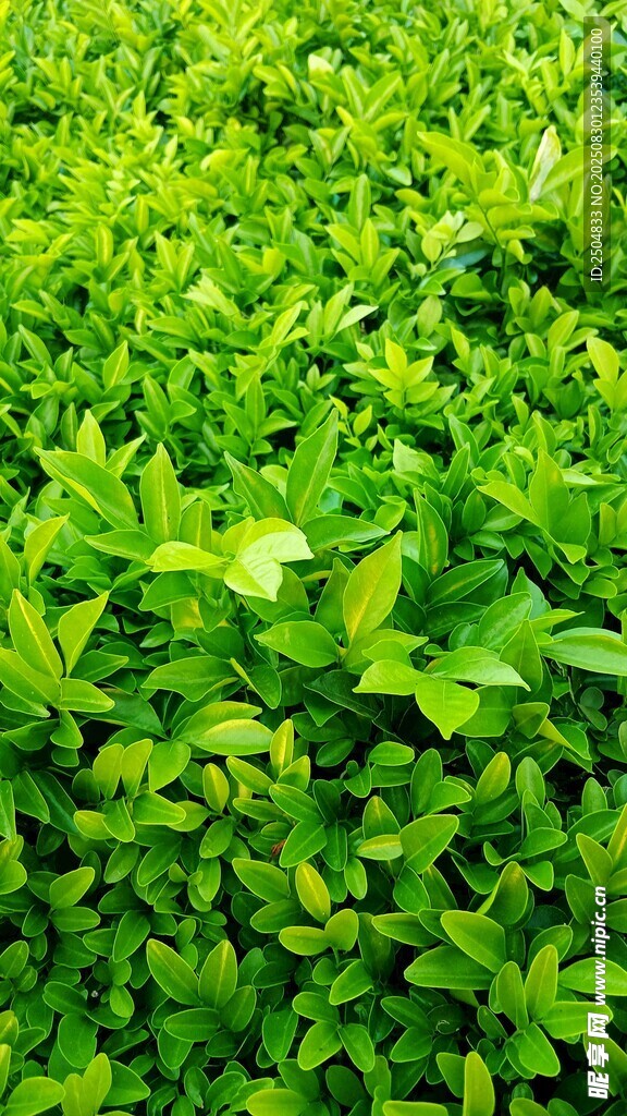 翠绿繁茂的植物景观