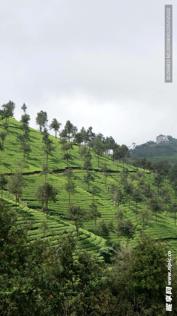 翠绿山坡上的繁茂植被