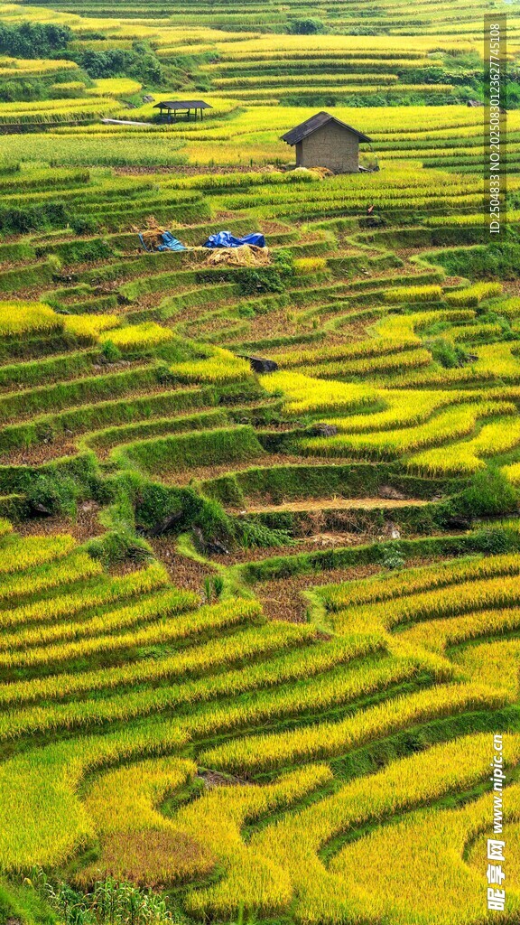 金色梯田美景