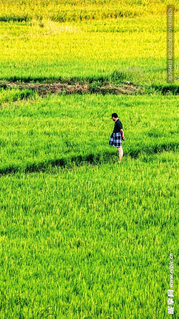 田野间独行的人