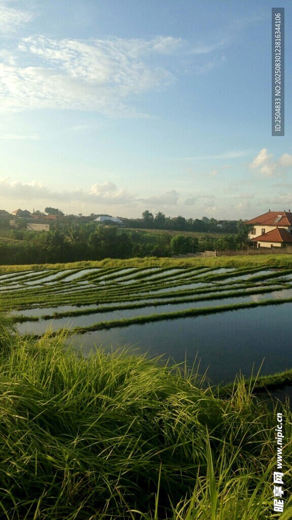 田园风光中的宁静水田
