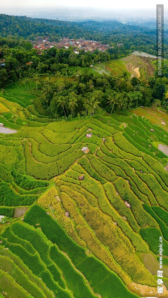 翠绿梯田美景