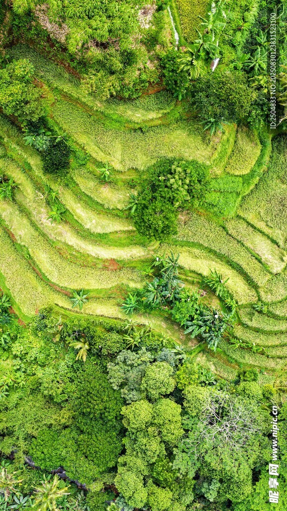 翠绿梯田风光