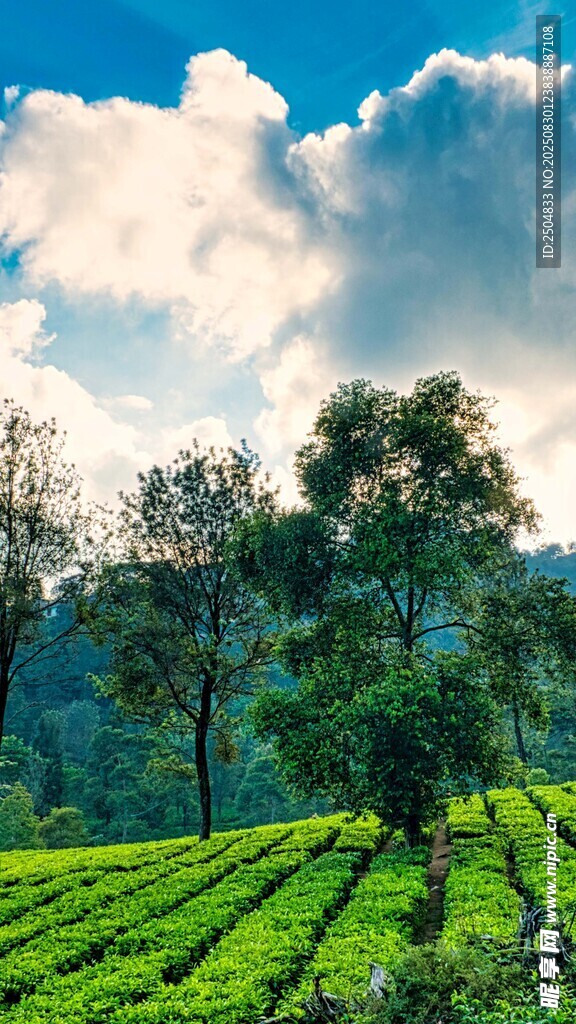 田园茶园美景