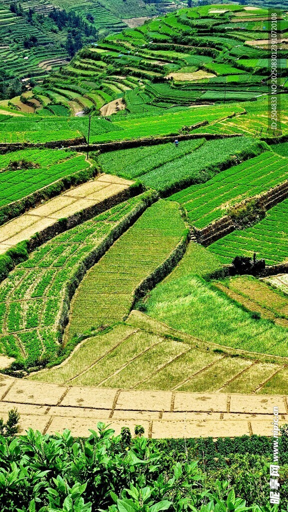 美丽梯田景观