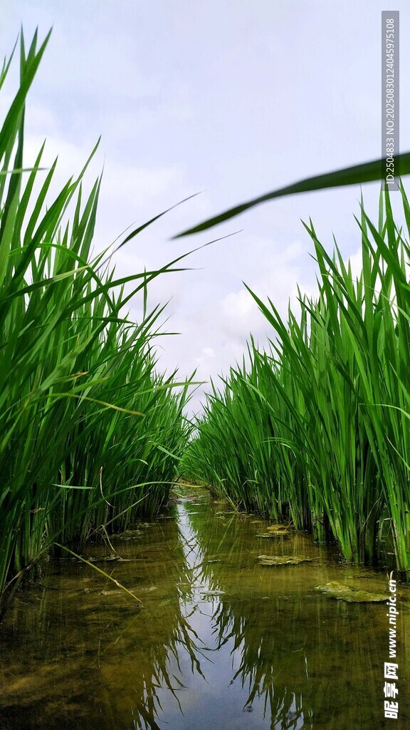 水田稻苗 绿意盎然的田园景