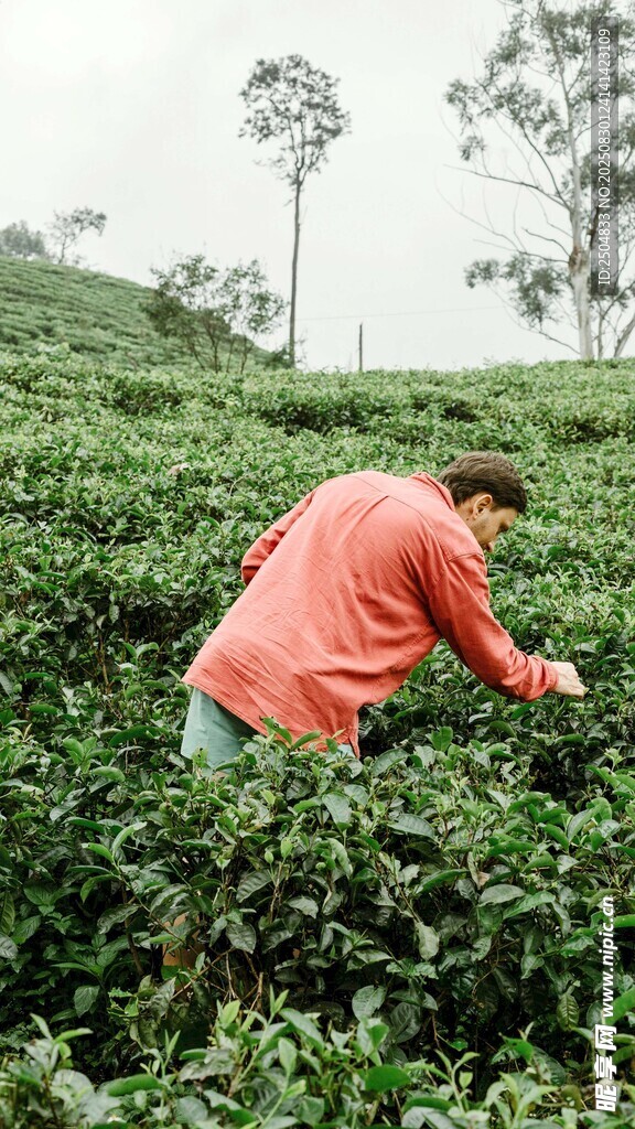 茶农茶园中采摘嫩绿茶叶