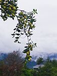 山间垂枝枣子云雾远山