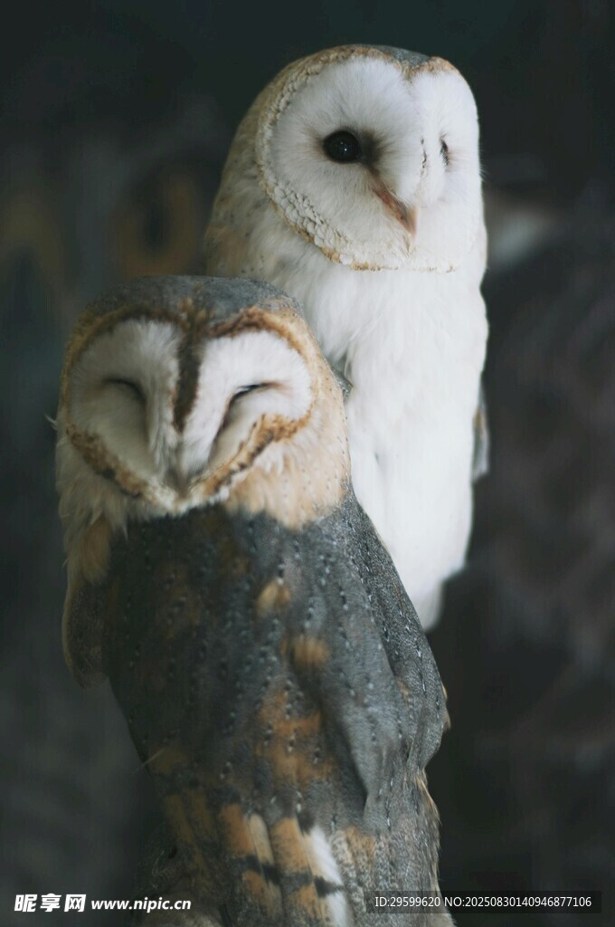 两只栖息的白色猫头鹰