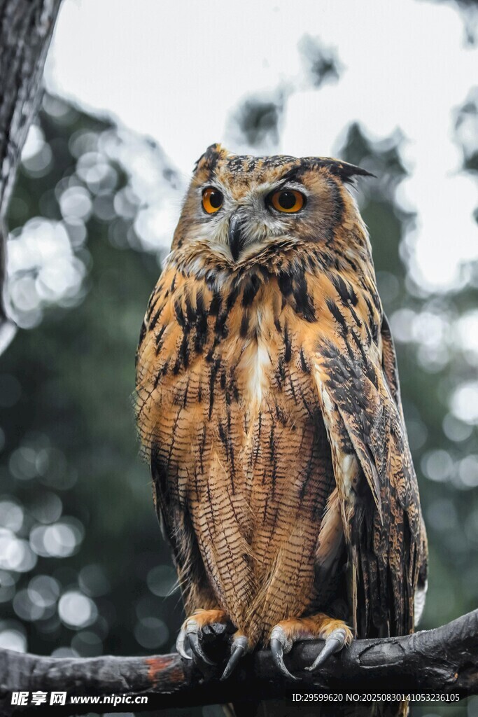 树枝上的猫头鹰
