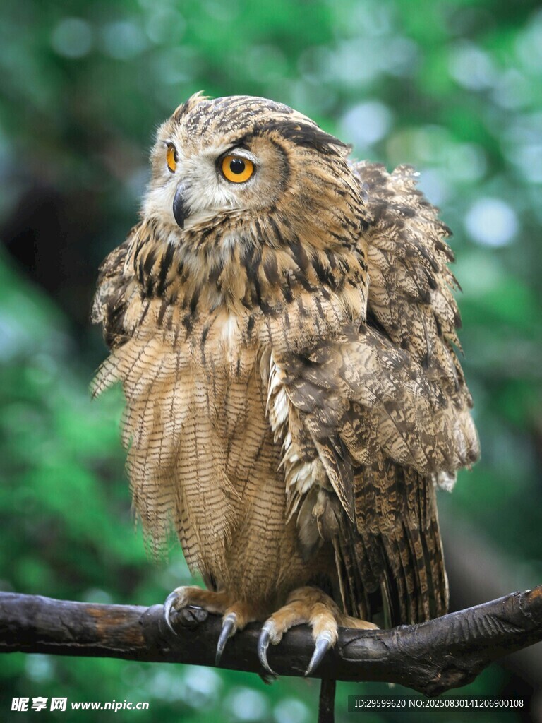 树枝上的猫头鹰