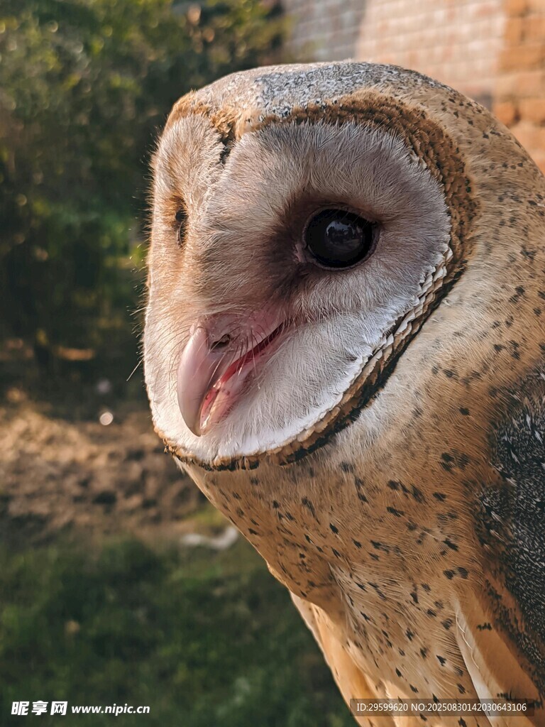 猫头鹰特写 