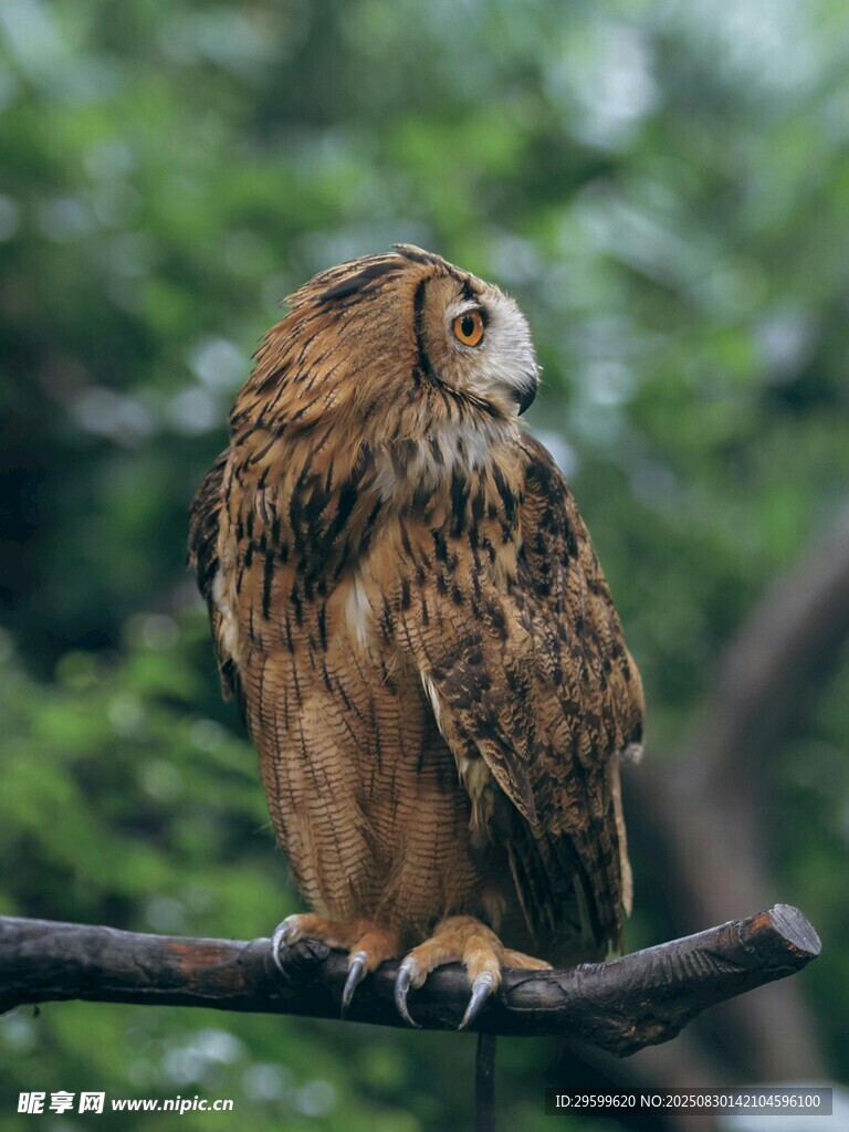 树枝上的猫头鹰