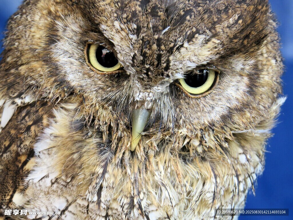 凝视的猫头鹰