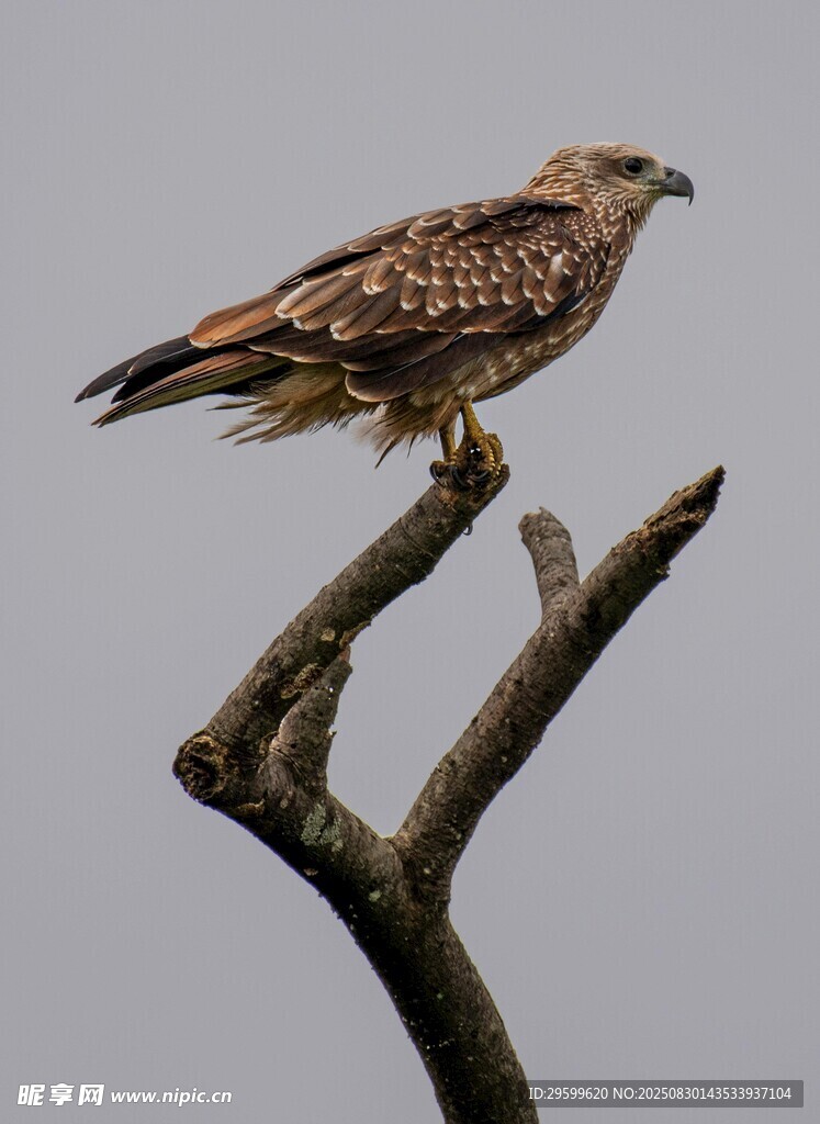 枝头雄鹰