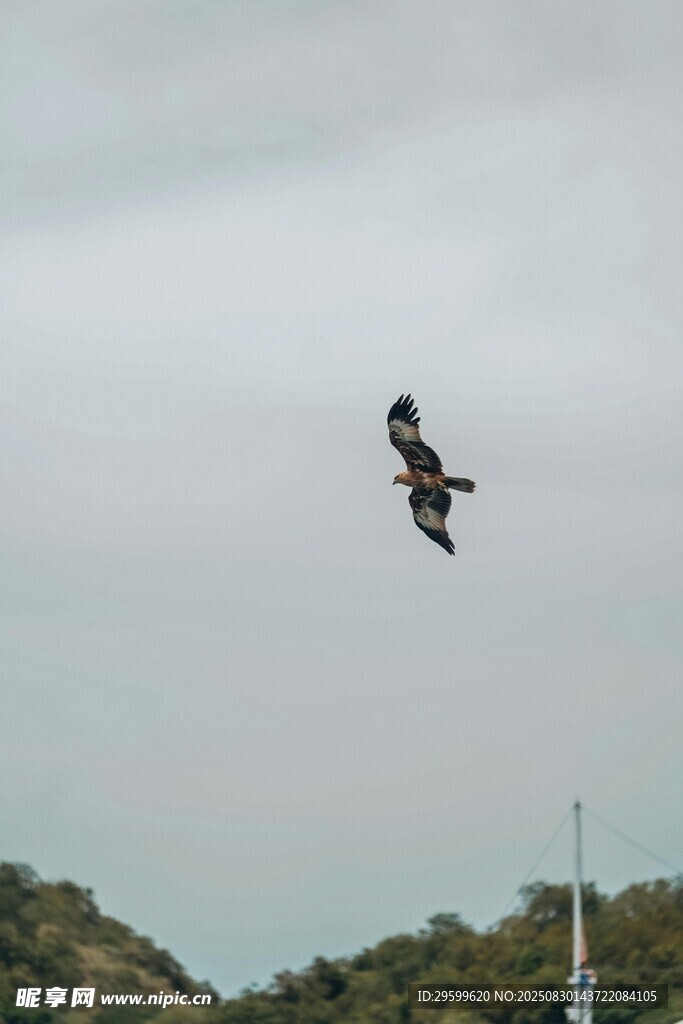 翱翔天际的雄鹰