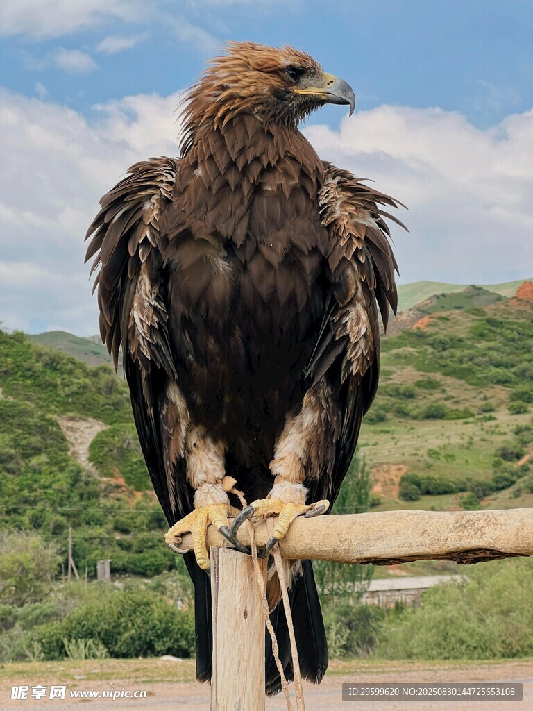 金雕立于木桩