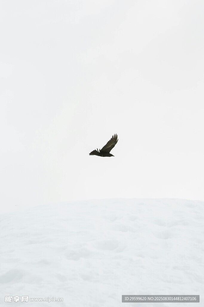 孤鹰翱翔于冰雪天地