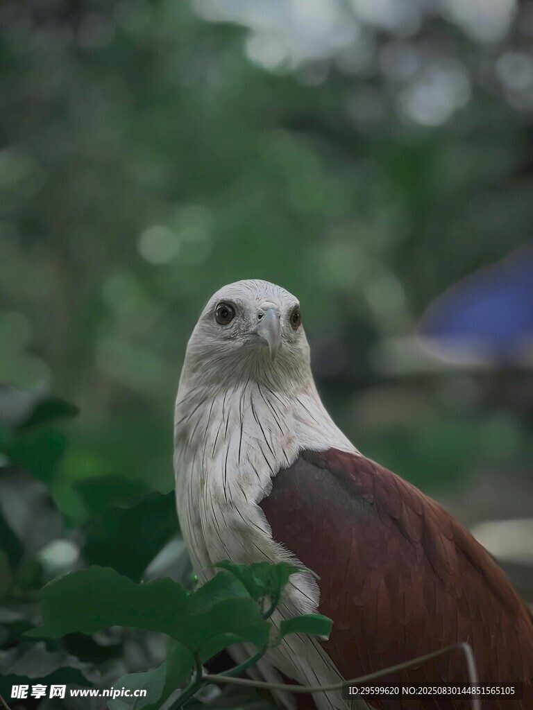 栖息枝头的白腹海雕