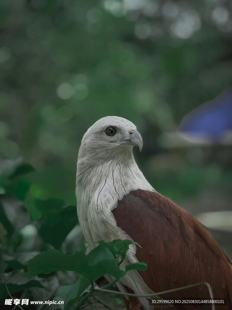 白颈鹰栖息于绿植间