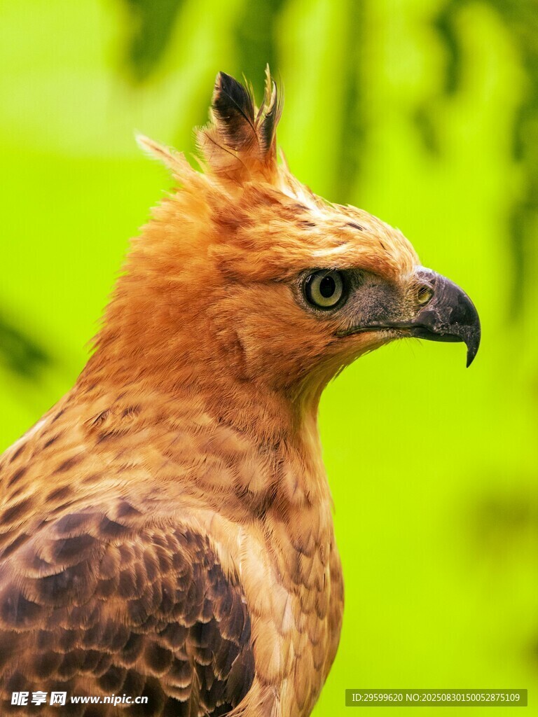 棕鹰特写