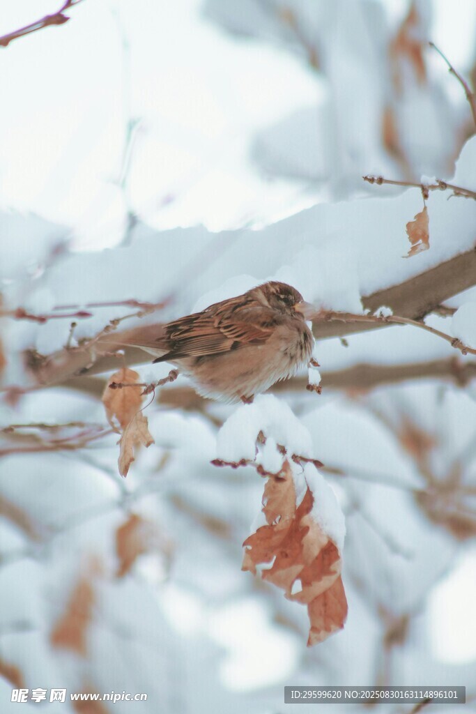 雪枝上的小鸟