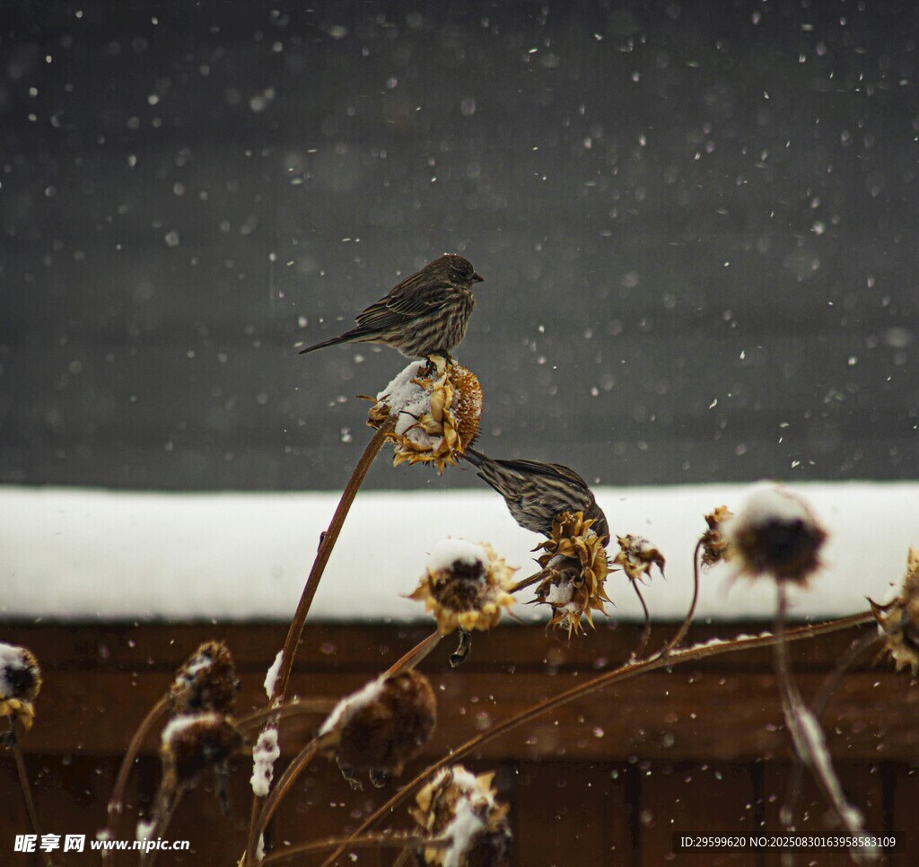 雪中鸟立于枯萎植物上