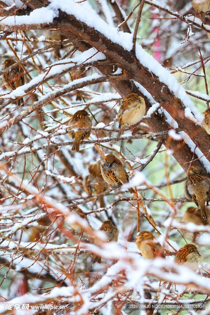 雪覆枯枝景象