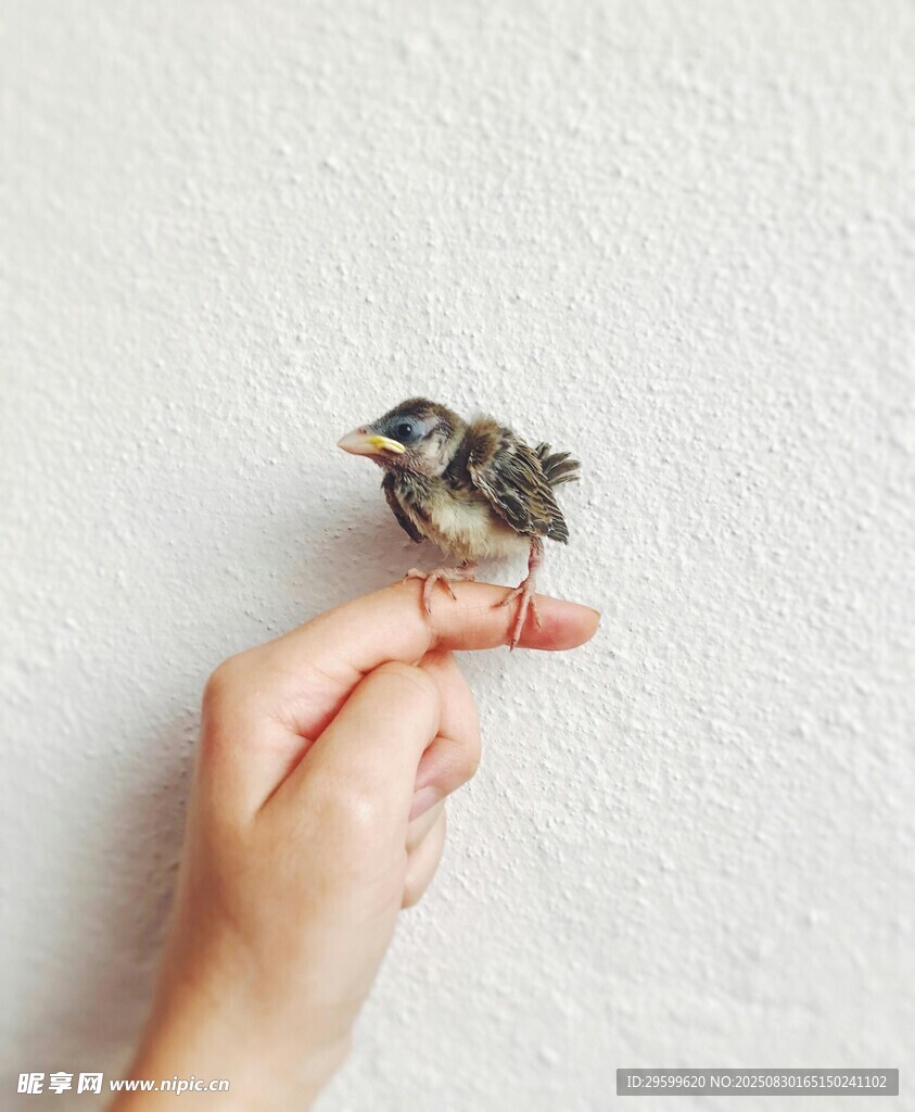 手托小鸟的温馨瞬间