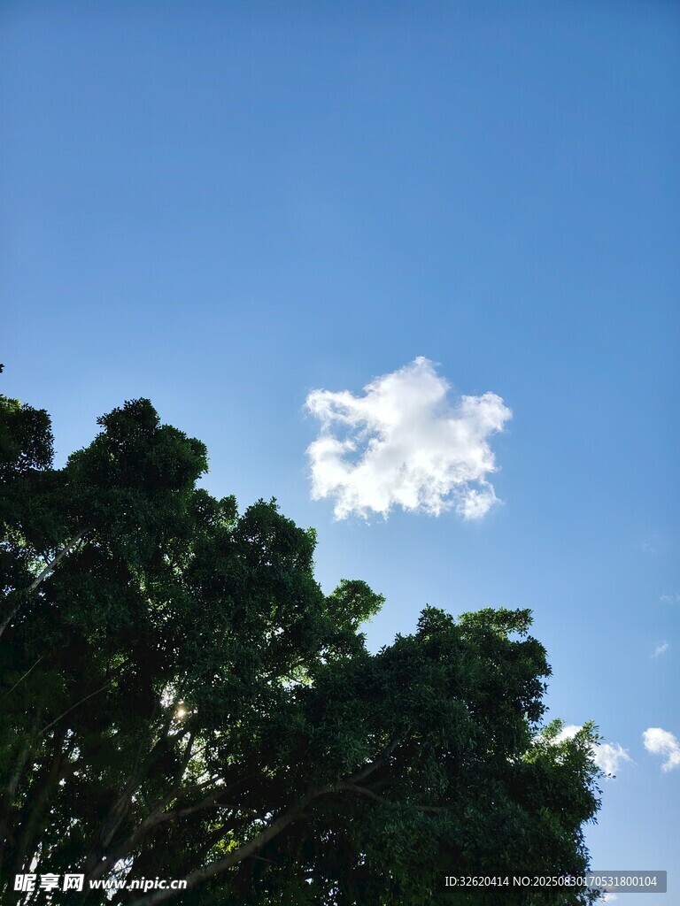 蓝天绿树间的洁白云朵