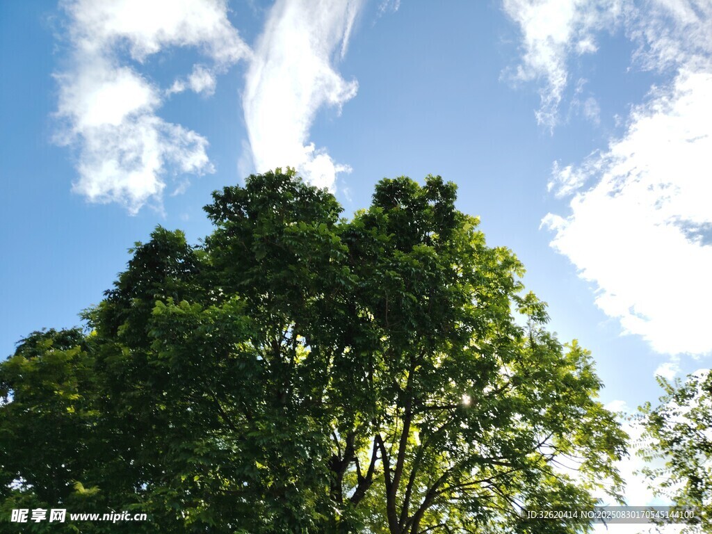 蓝天绿树美景