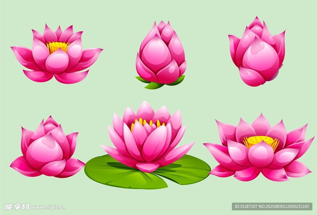 粉色荷花插画