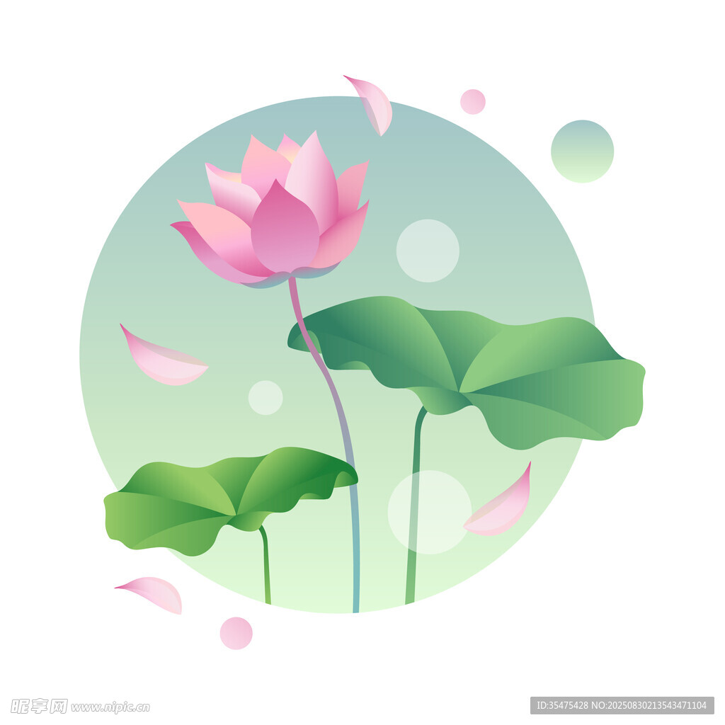 荷花插画