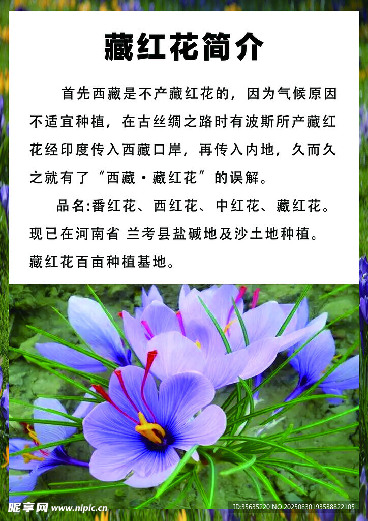 藏红花
