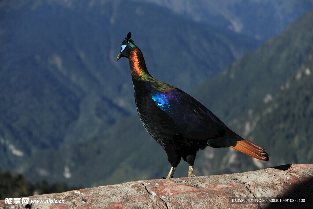 美丽雉鸡立于山间岩石