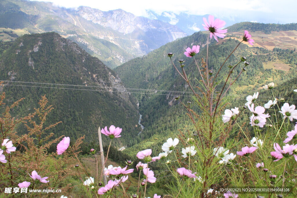 山间烂漫野花绽放美景