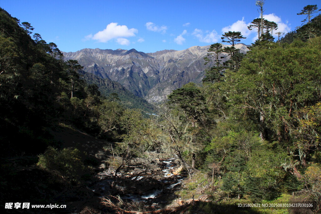 山间葱郁景致