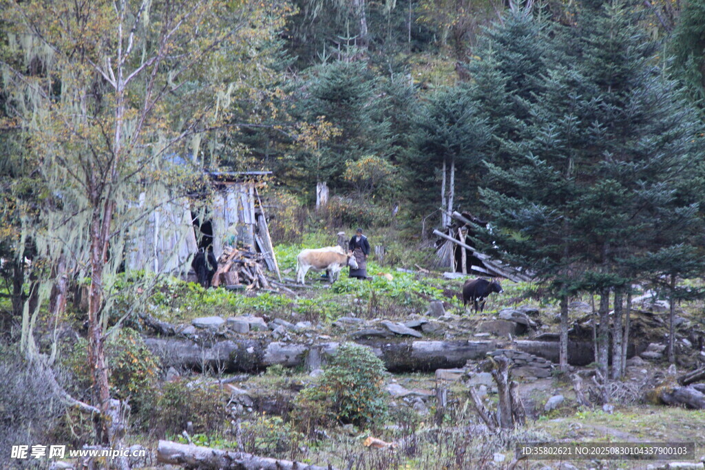 山间小屋旁的悠闲田园景象