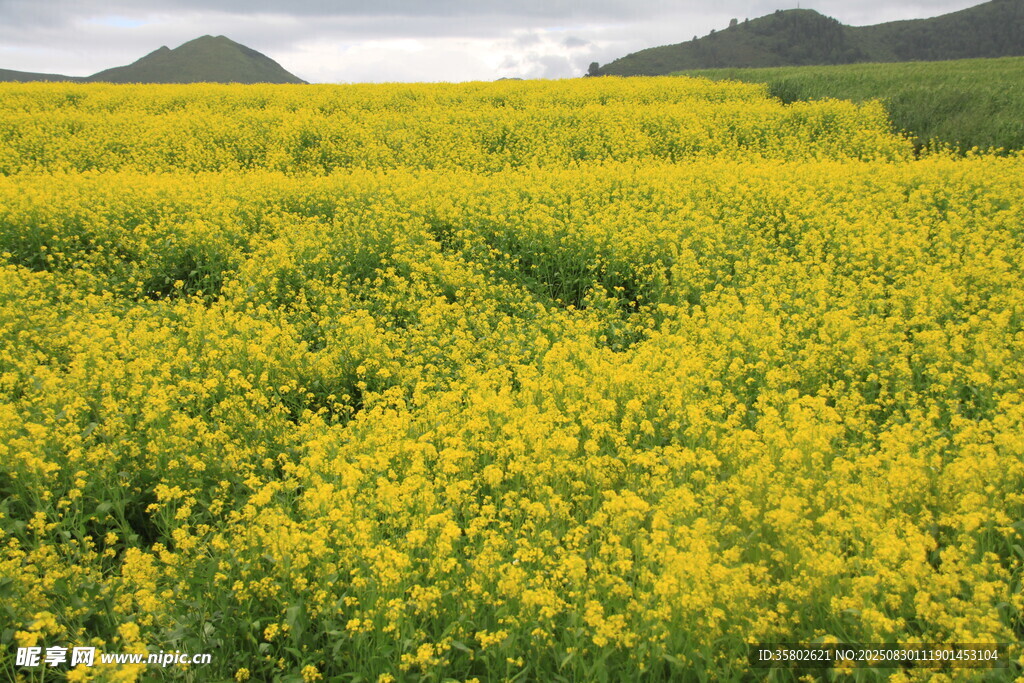 金黄油菜花海田园美景
