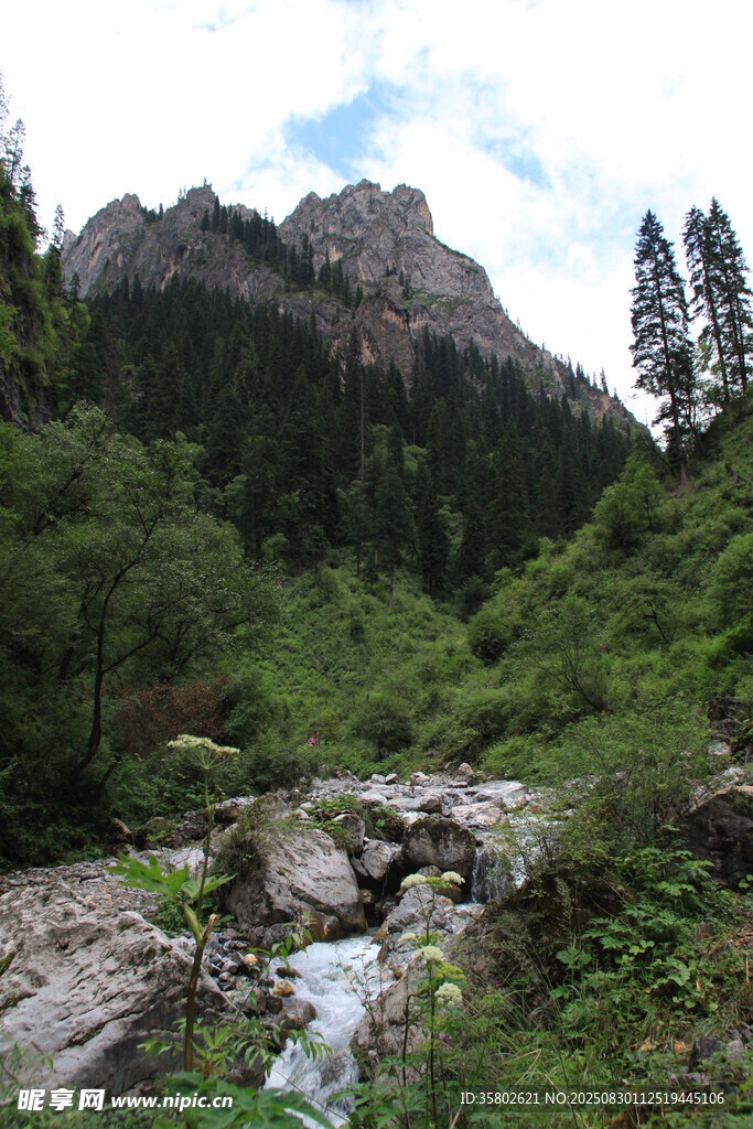 山间溪流旁的葱郁山林