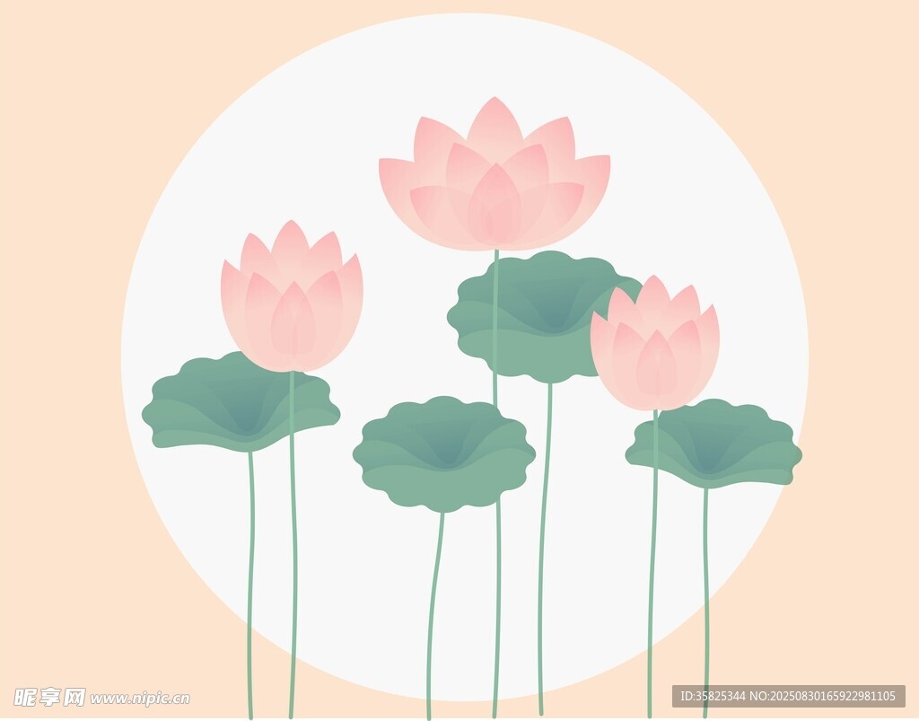 清新荷花插画