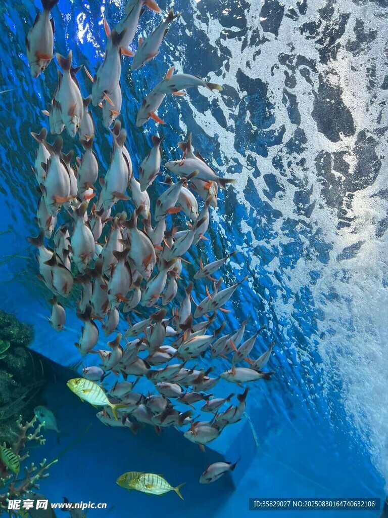 海底鱼群大集合