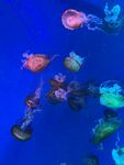 梦幻水母在水中悠然游动