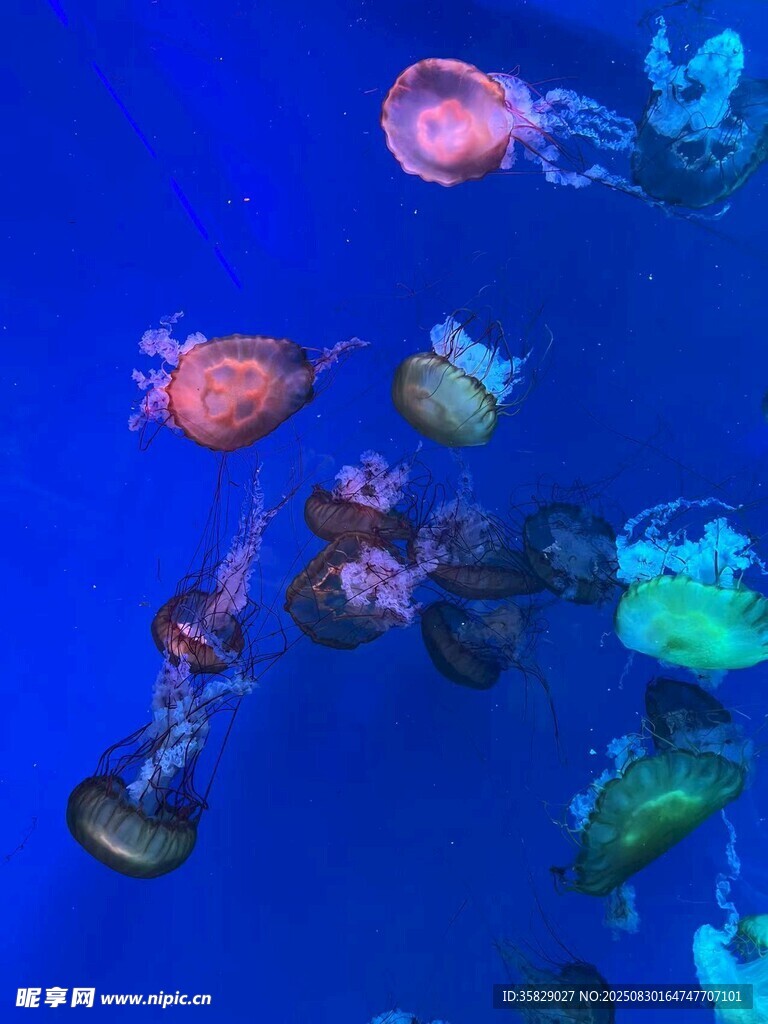梦幻水母在水中悠然游动